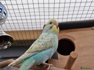 Budgerigars birds - Advert 9