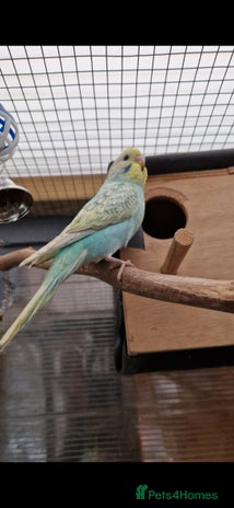 Budgerigars birds - Advert 6