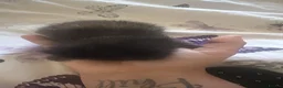 Mixed Breed cats for sale: 6 beautiful kittens  - Advert 6