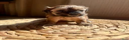 Lhasapoo dogs for sale: 2 beautiful girl lhasapoos  - Advert 1