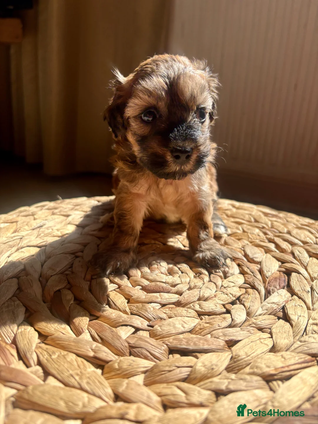 Lhasapoo dogs for sale: 2 beautiful girl lhasapoos  - Advert 1