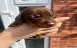 Miniature Dachshund dogs for sale: LAST ONE LEFT Miniature Dachshunds KC Registered in Pershore - Image 8