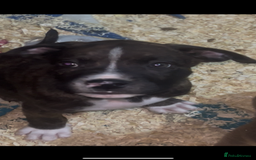 Mixed Breed dogs for sale: The Last 3 babies  - Advert 6