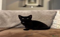 British Shorthair cats for sale: Stunning little kitten for sale  - Image 6
