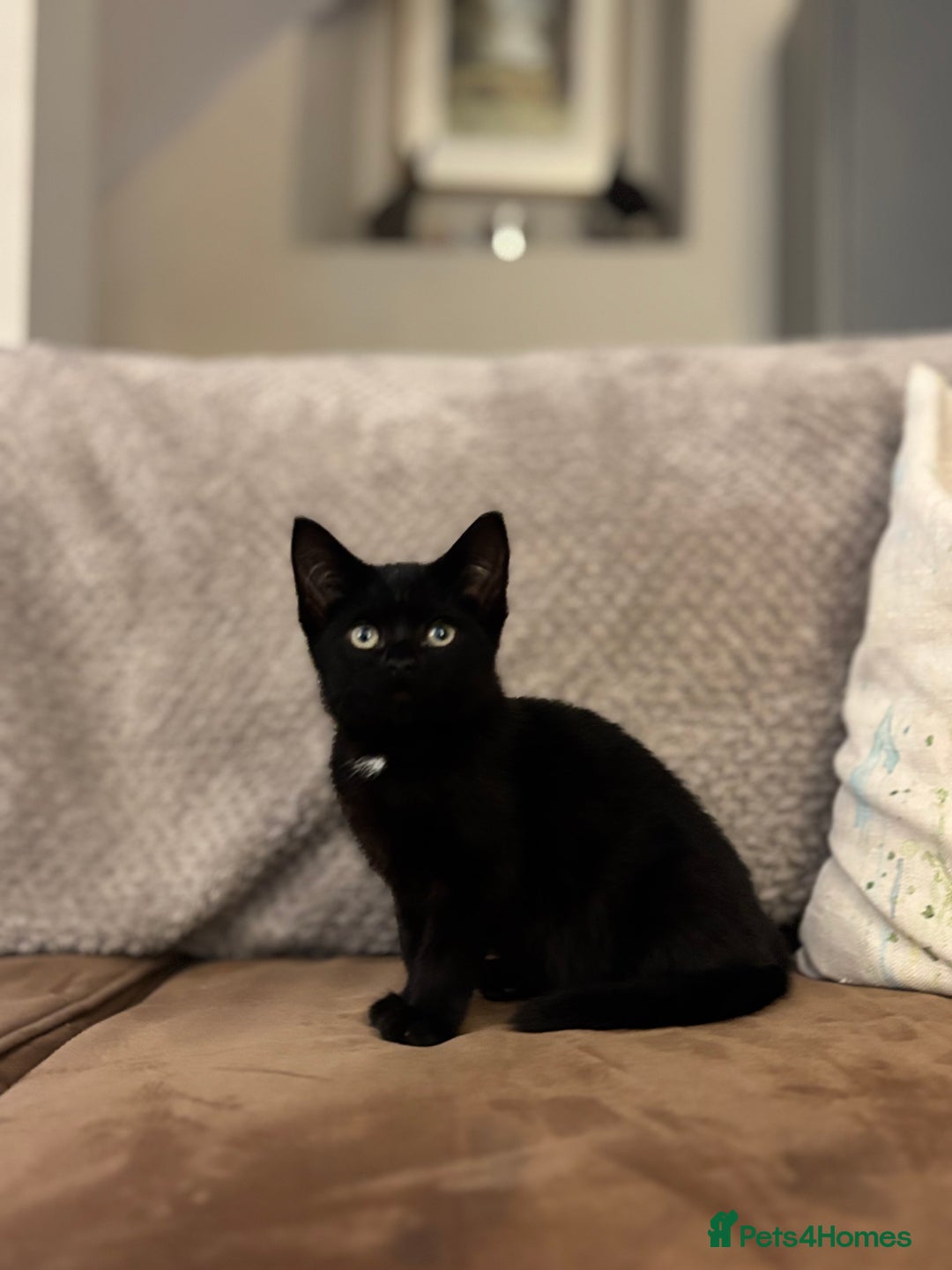 British Shorthair cats for sale: Stunning little kitten for sale  - Image 6