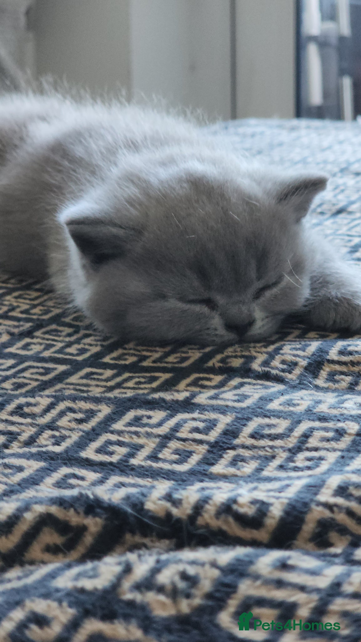 British Shorthair cats BSH Blue Kittens  - Advert 2