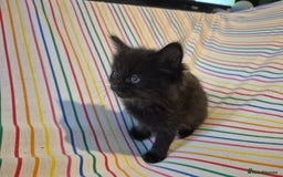 Mixed Breed cats for sale: Gorgeous kittens long and short haired - Image 5