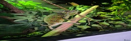Chameleon reptiles for sale: 4yr Male Veiled Chameleon - Advert 6