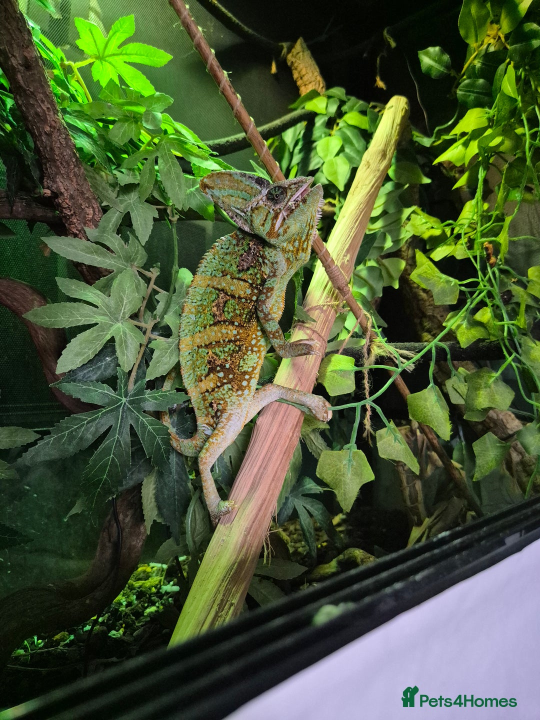 Chameleon reptiles for sale: 4yr Male Veiled Chameleon - Advert 6