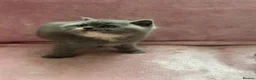 British Shorthair cats for sale: 🐾 Beautiful British Shorthair Kittens 🐾 - Advert 9