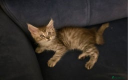Maine Coon cats for sale: Xl Maine coon kittens  - Image 13