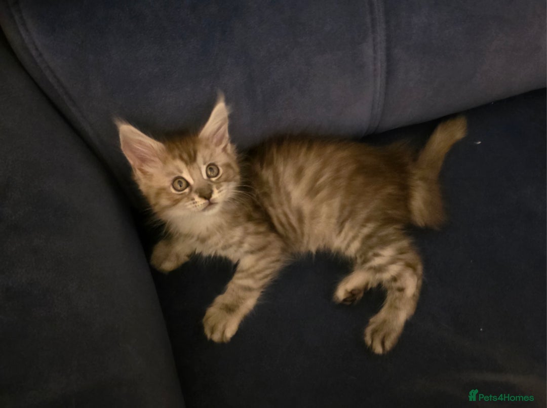 Maine Coon cats for sale: Xl Maine coon kittens  - Image 13