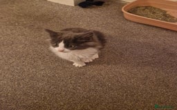 Ragdoll cats for sale: Ragdoll cross kittens  - Image 8