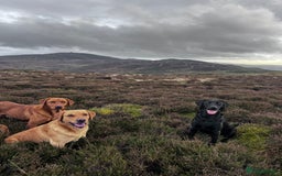 Labrador Retriever dogs for sale: Superb working lab pups parents health tested  - Image 6