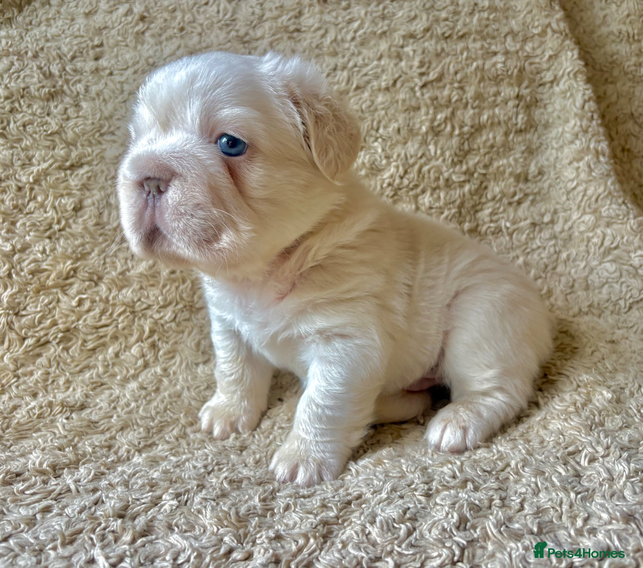 French Bulldog dogs French Bulldog Babies Ready Soon - Advert 3
