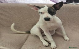 Staffordshire Bull Terrier dogs for sale: Luna, Staffordshire bull terrier  - Image 3