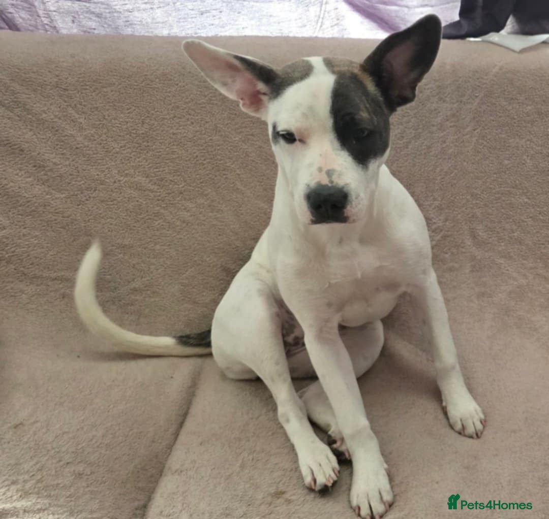 Staffordshire Bull Terrier dogs for sale: Luna, Staffordshire bull terrier  - Image 3