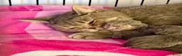 British Shorthair cats for sale: ACTIVE BSH GCCF SPOTTED TABBY GIRL - Advert 5