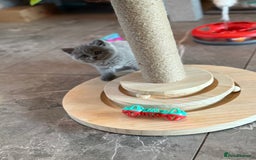 British Shorthair cats for sale: Champion mum & dad litter 1 🩵 & 1 🩷 - Image 13