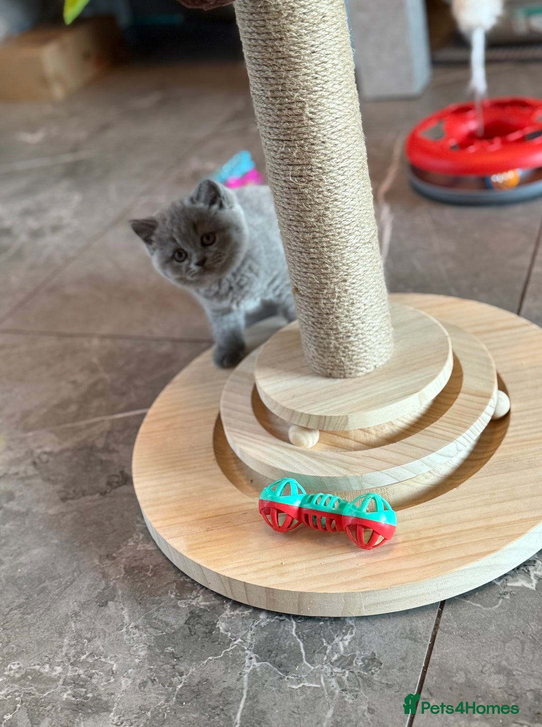 British Shorthair cats for sale: Champion mum & dad litter 1 🩵 & 1 🩷 - Image 13