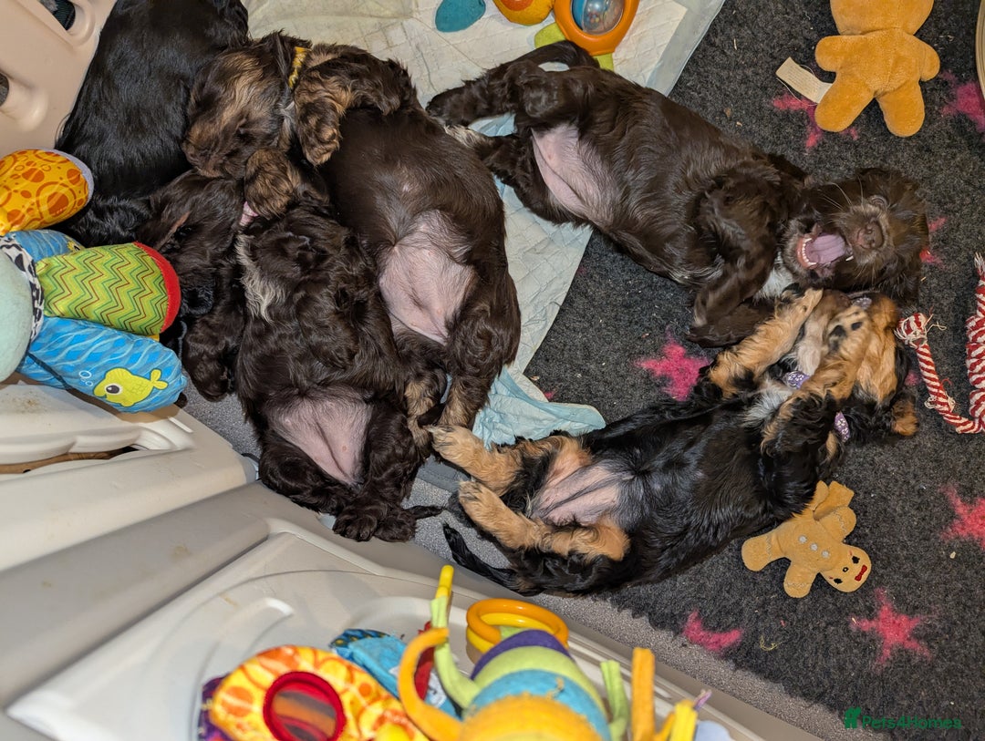 Cocker Spaniel dogs for sale: LAST ONE GIRL NEW🏠Kc reg English Cockerspaniel 🏠 - Advert 3