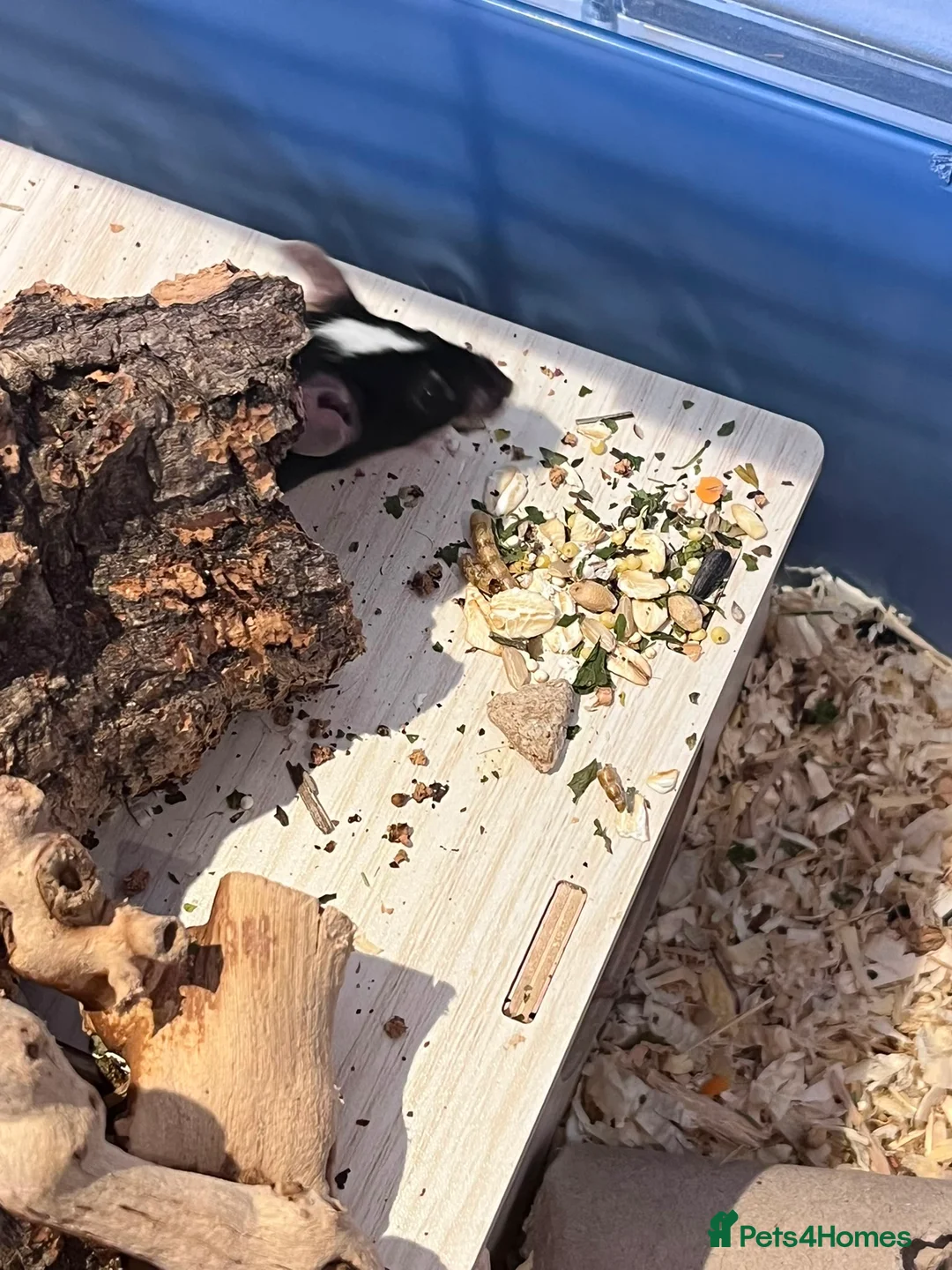 Mouse rodents for sale: 3 Female Mice  - Advert 2