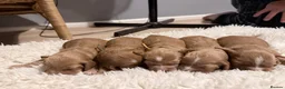 Cocker Spaniel dogs for sale: Stunning Cocker Spaniel puppies 🩷 - Advert 14