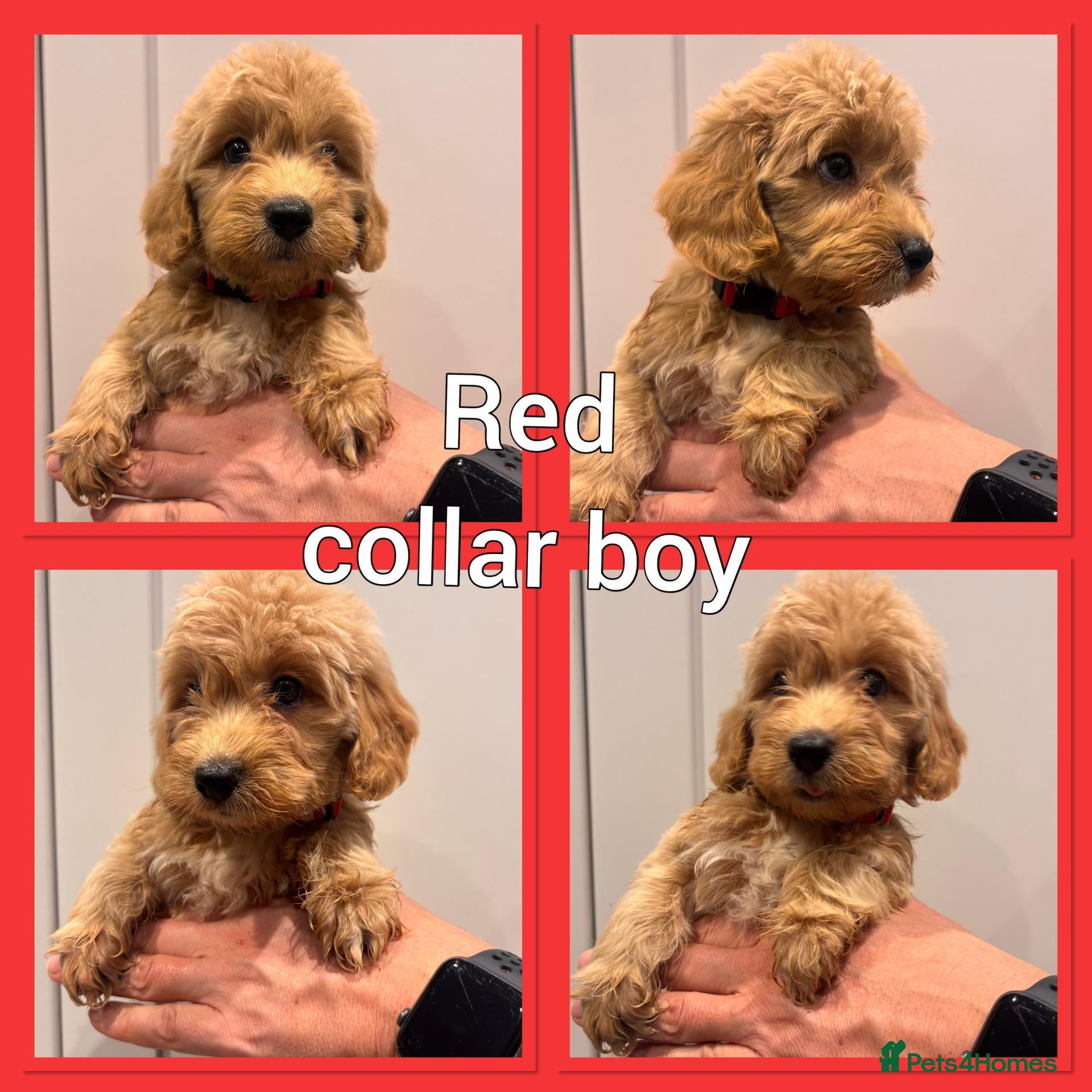 Cockapoo dogs *Show*Cockapoo Ready To Leave Health Tested Pups - Advert 2
