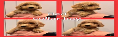 Red Collar boy 