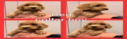 Cockapoo dogs for sale: *Show*Cockapoo Ready To Leave Health Tested Pups - Advert 2