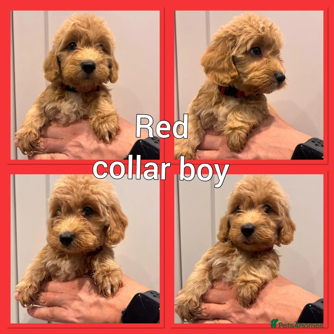 Cockapoo dogs for sale: *Show*Cockapoo Ready To Leave Health Tested Pups - Advert 2
