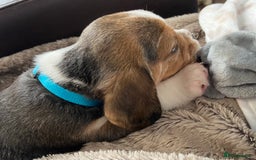 Beagle dogs for sale: KC Registered Beagle Puppies - Image 8