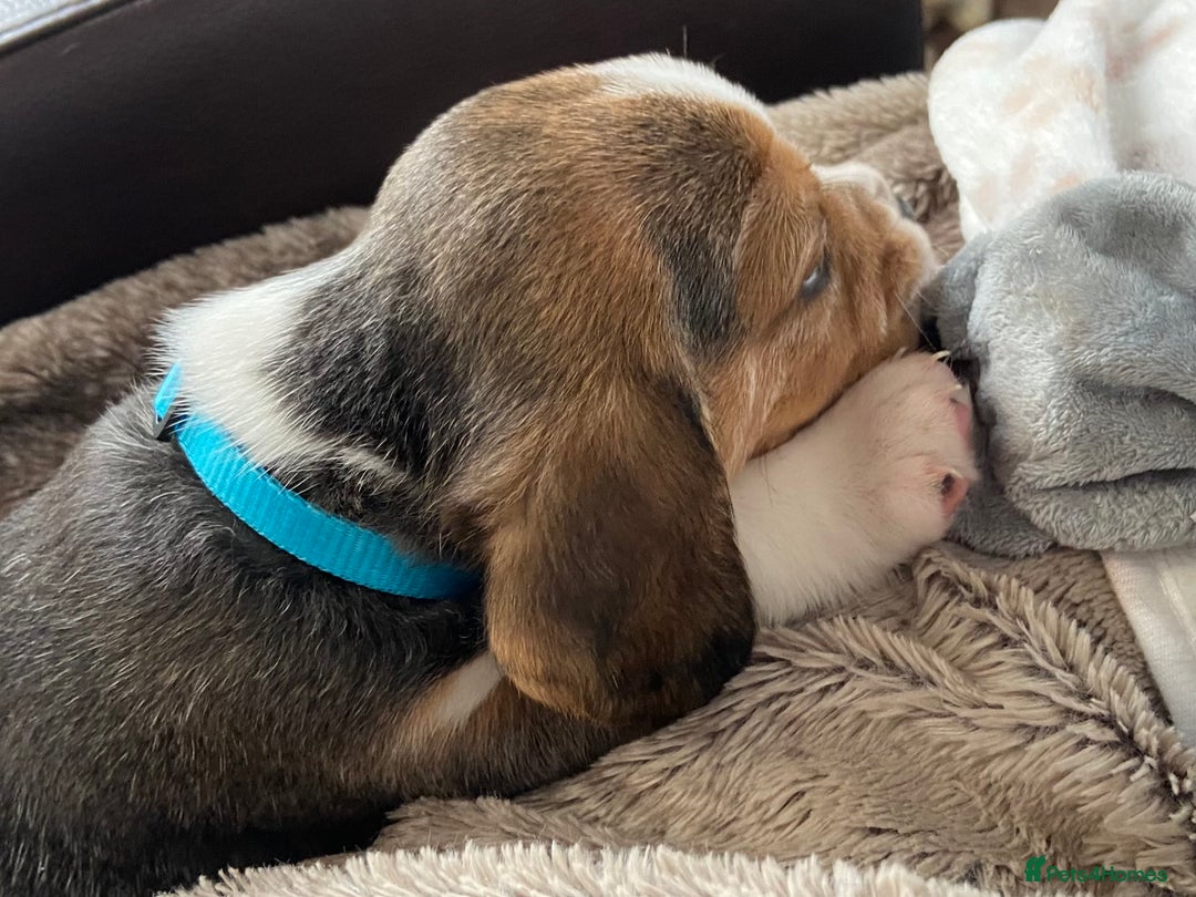 Beagle dogs for sale: KC Registered Beagle Puppies - Image 8