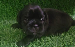 Shih Tzu dogs for sale: Imperial Shih tzu Puppies - Image 17