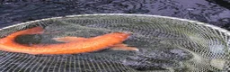 Koi Carp fish for sale: Koi carp - Advert 6