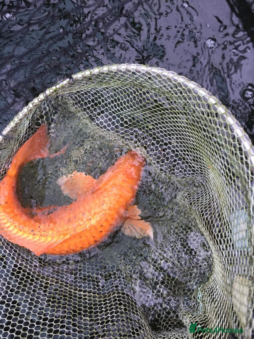 Koi Carp fish for sale: Koi carp - Advert 6