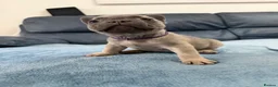 French Bulldog dogs for sale: Beautiful frenchie puppies  - Advert 23