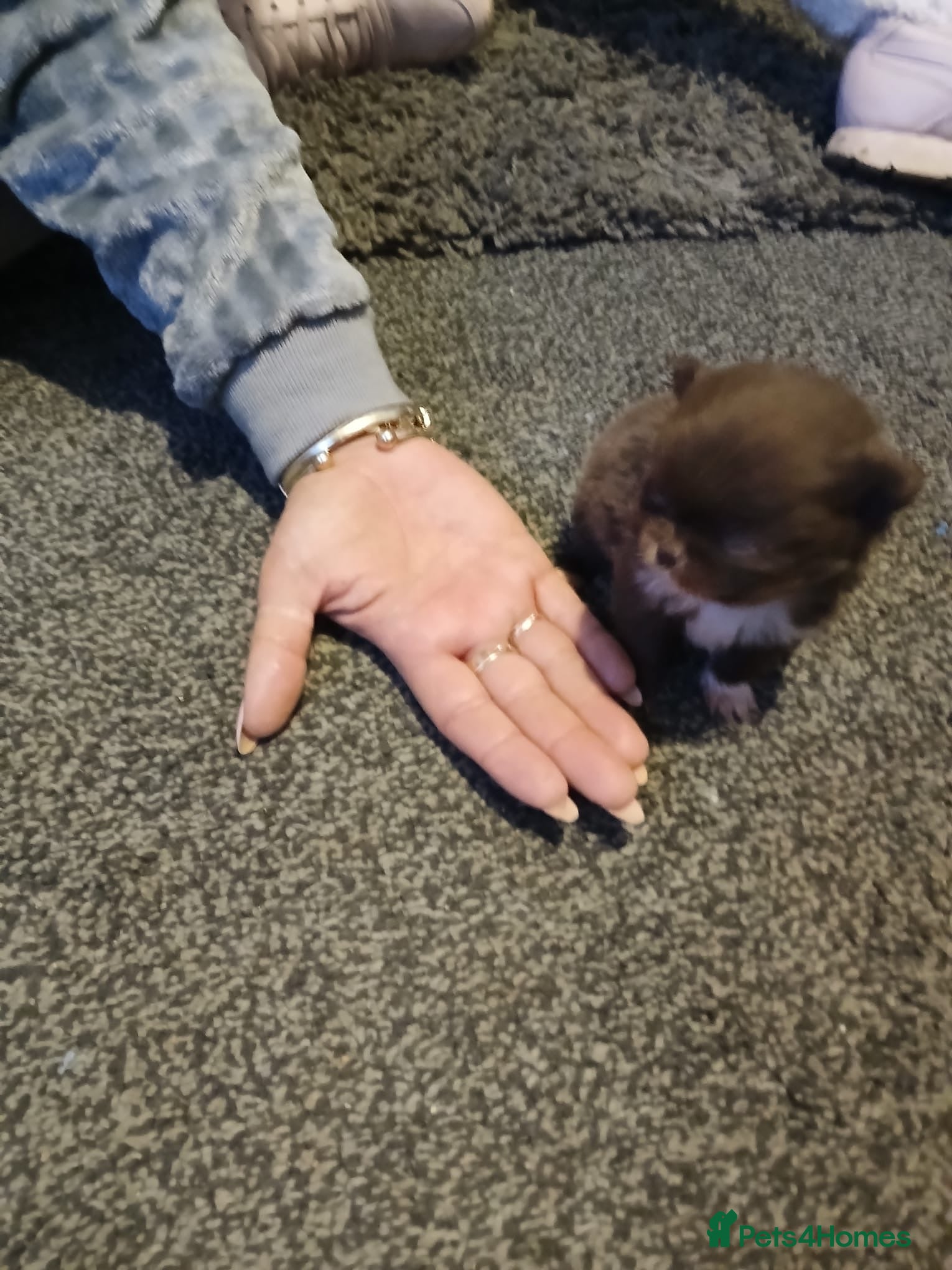 Chihuahua dogs Perfect Chihuahua pups for sale  - Advert 6