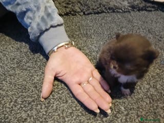 Chihuahua dogs Perfect Chihuahua pups for sale - Advert 6