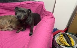 Staffordshire Bull Terrier dogs for sale: 10-Month-Old Blue Staffordshire Bull Terrier  - Advert 5