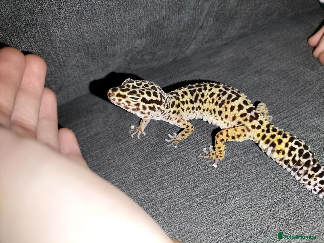 Leopard Gecko reptiles for sale: Leopard Gecko - Advert 3