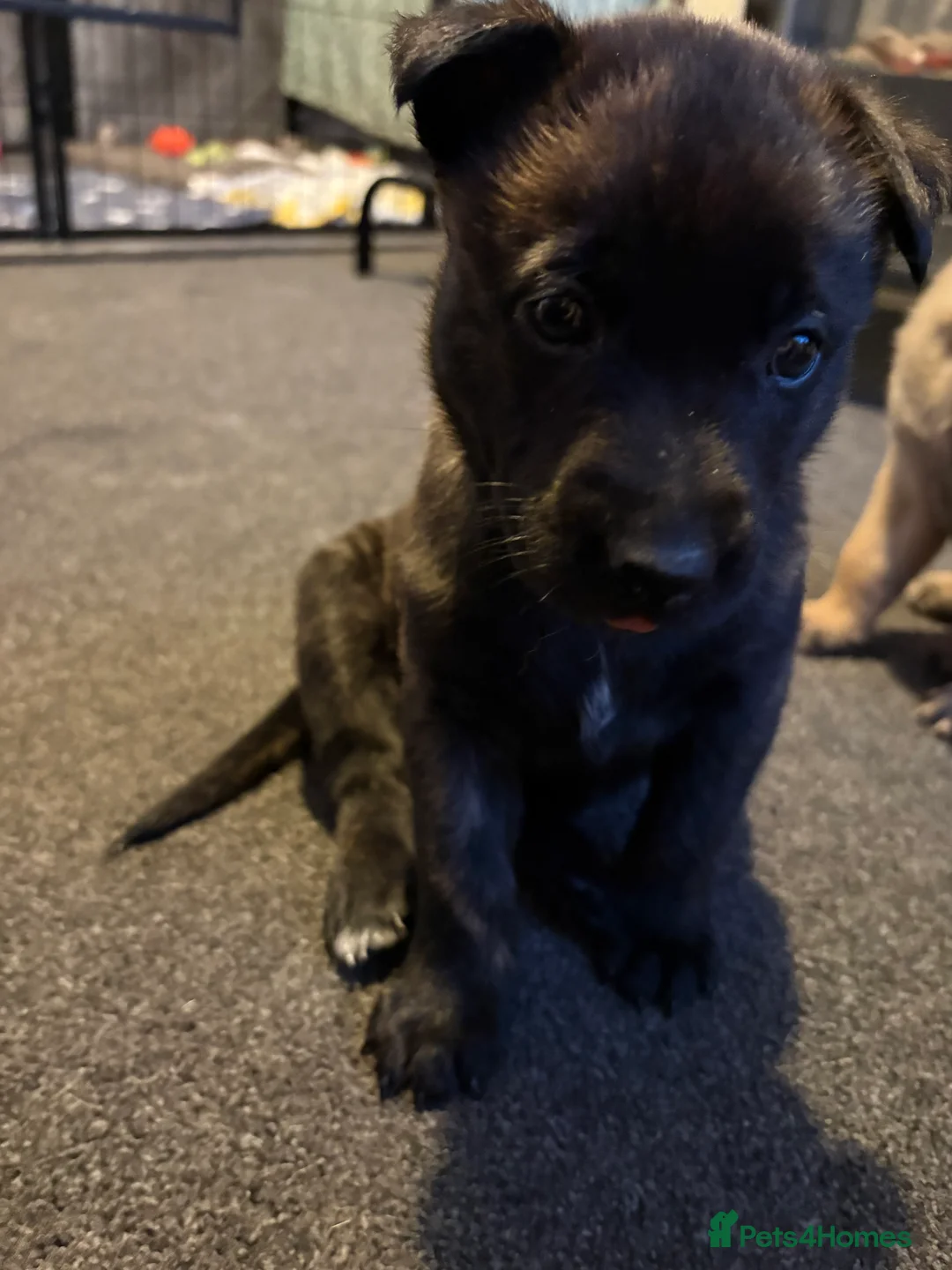 Mixed Breed dogs for sale: Belgium Malinois x Dutch Herder Puppies - Advert 17