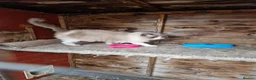 Ragdoll cats for sale: ADULT BLUE RAGDOLLS - Advert 2