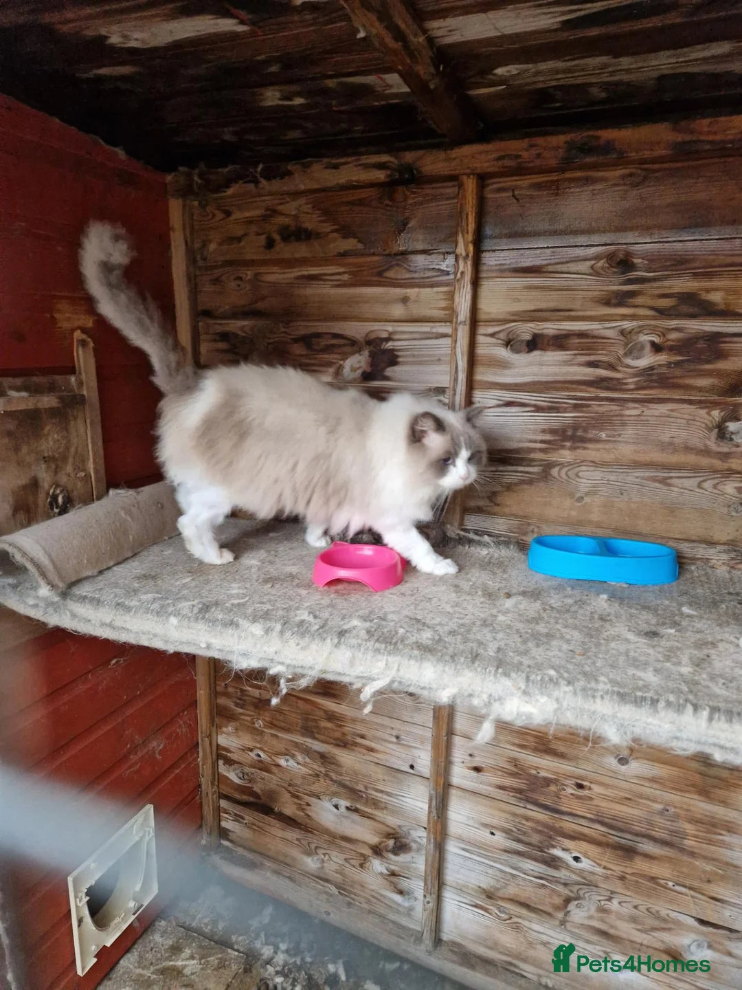 Ragdoll cats for sale: ADULT BLUE RAGDOLLS - Advert 2