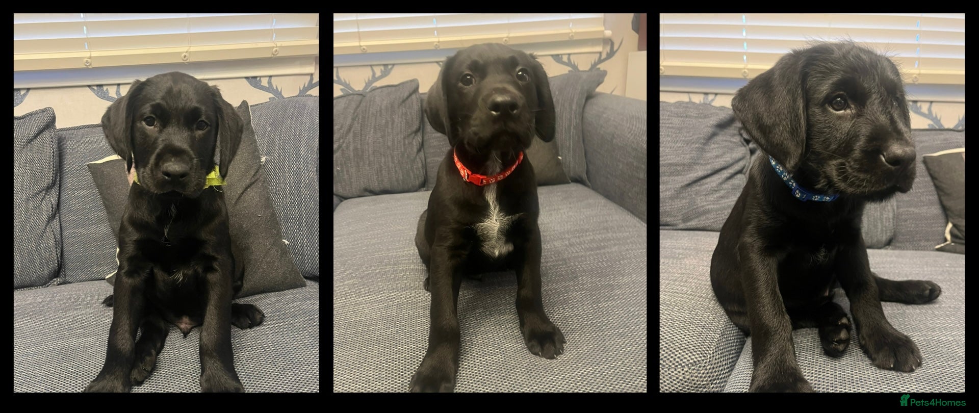 Mixed Breed dogs  Ready for their forever home - Advert 6