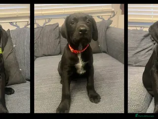 Mixed Breed dogs Ready for their forever home - Advert 6