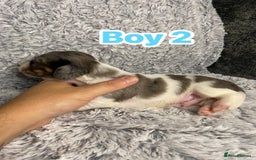 Dachshund dogs for sale: Long haired dachshunds - Image 5