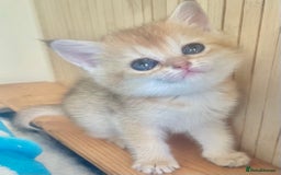 British Shorthair cats for sale: Gorgeous pure breed colour point and golden kitten - Image 26
