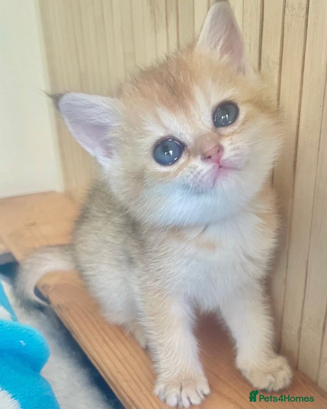 British Shorthair cats for sale: Gorgeous pure breed colour point and golden kitten - Image 26