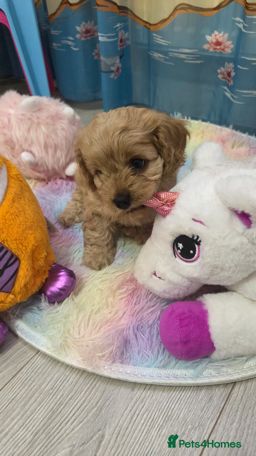 Cavapoo dogs for sale: Beautiful Cavapoo Puppies – Ready from 7th March - Advert 7